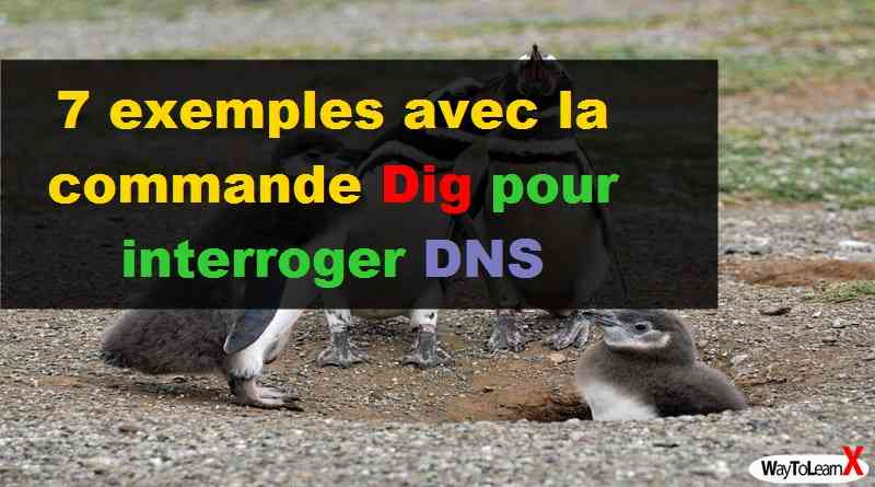 7 exemples avec la commande Dig pour interroger DNS